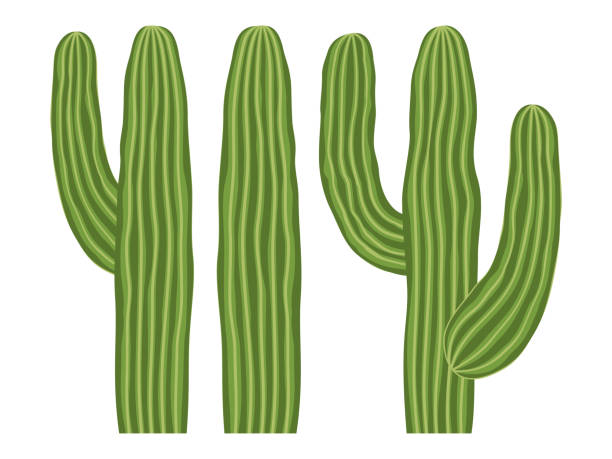 Colorful cartoon mexican cactus set Colorful cartoon mexican cactus set. Wild succulent plant. Mexico theme vector illustration for icon, stamp, label, badge, certificate, leaflet, brochure or banner decoration cactus plant needle pattern stock illustrations