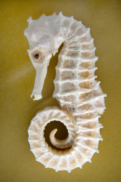 istock dried seahorse on gold background 1077782358