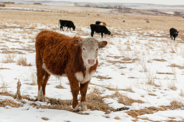 istock Red and white Hereford cow looking at the camera full front and side view, in a field with cattle in winter 1077782728