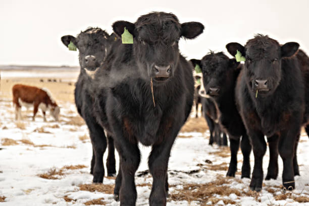 istock Angus cows looking at the camera full front view exhaling breath in cold air in a field with snow in winter 1077782954