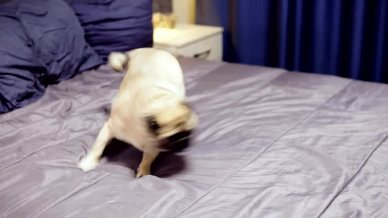 Free Pug dog Stock Video Footage 12489 Free Downloads Free Pug dog Stock Video Footage 12489 Free Downloads