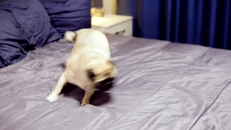 Cheerful, jovial and playful pug dog running around the bed, playing in the bedroom.