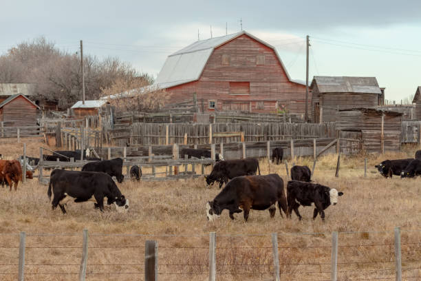 istock Cattle in front a farm red barn building grazing and eating grass and hay 1077784798