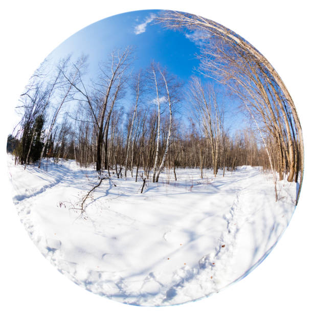 azúcar cabaña en un bosque boreal. - syrup maple tree cabin snow fotografías e imágenes de stock