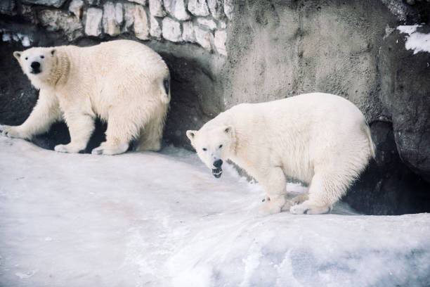 istock Young Polar Bears Playing in Morning Snowfall 1077785338