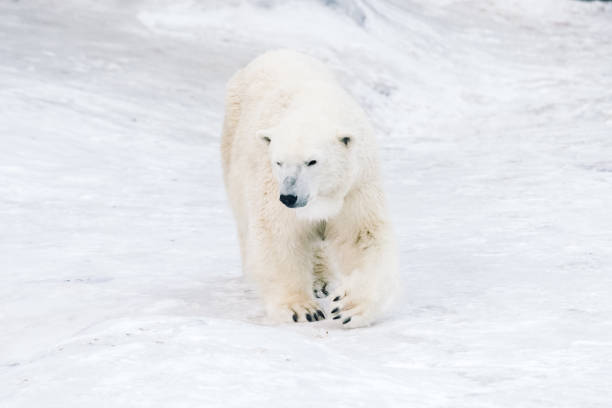 istock Young polar bears playing in the morning 1077785550