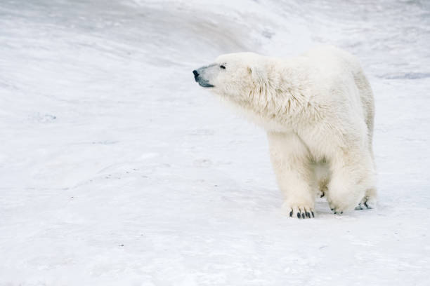 istock Young Polar Bears playin in Morning Snowfall 1077785810