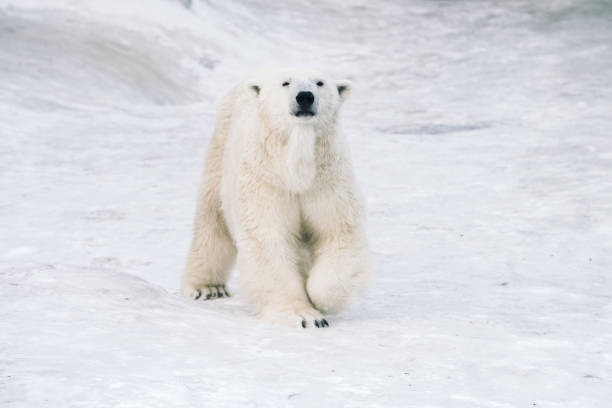 istock Young polar bears playing in the morning 1077786366