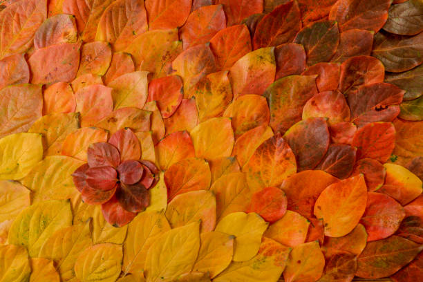 istock Autumn leaves. Foliage. Leaves. 1077786700