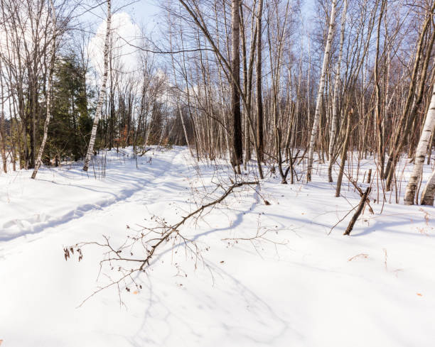 azúcar cabaña en un bosque boreal. - syrup maple tree cabin snow fotografías e imágenes de stock