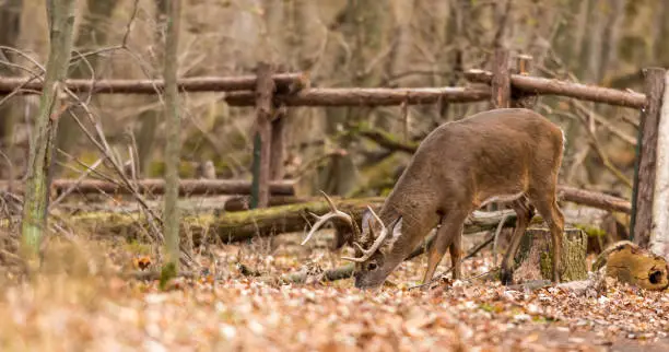 Photo of White Tailed Deer.
