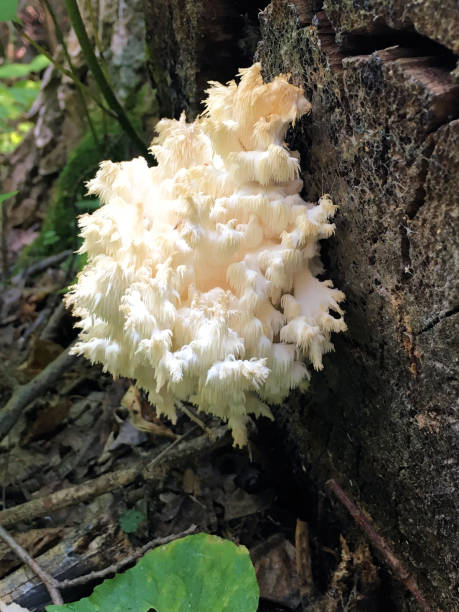 istock Uncultivated Hericium Edible Gourmet Mushroom Growing On Forest Log 1077790552