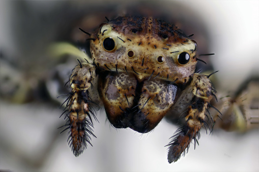 Detailed Spider Eyes