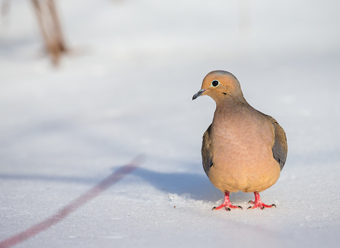 The Mourning Dove is a member of the Dove family,. The bird is also known as the Turtle Dove, American Mourning Dove or the Rain Dove, and was once known as the Carolina Pigeon or Carolina Turtledove.