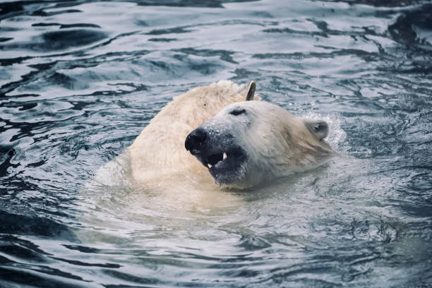 istock Young Polar Bears Playing in Morning Snowfall 1077792546