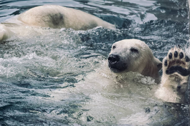 istock Young Polar Bears Playing in Morning Snowfall 1077792600