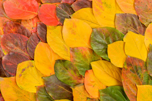 istock Autumn leaves. Foliage. Leaves. 1077792904