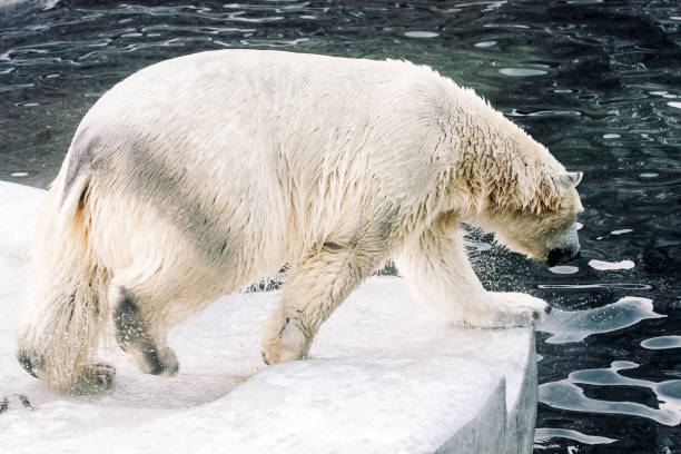 istock Young Polar Bears Playing in Morning Snowfall 1077794010
