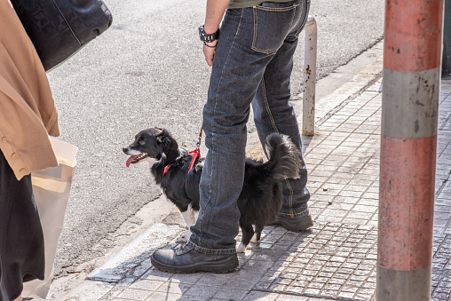 Athens, Greece / October 13, 2018: A cute black and white dog stands between his owner's legs at an intersection downtown Athens, near Syntagma Square. Athens is a very dog friendly city.