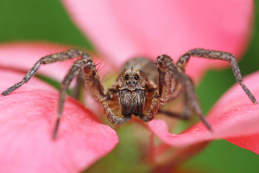 Creepy spider on the spider web