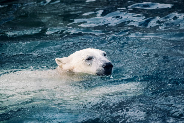 White polar Bear That Eats A Fish In The Pool At The Zoo In Italy On Blurred Background