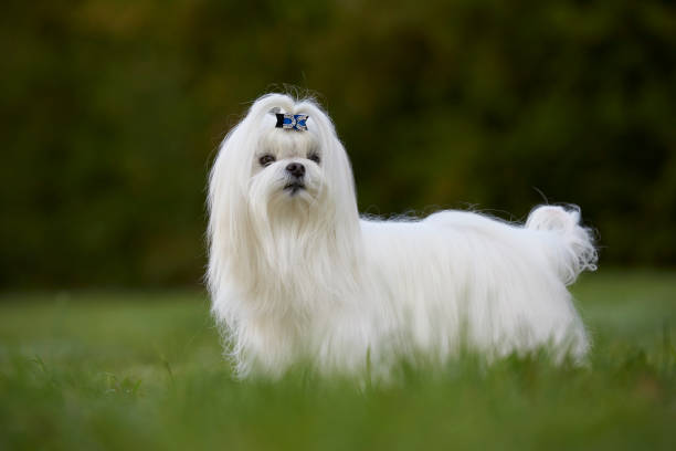 istock Maltese Toy Dog 1077796634