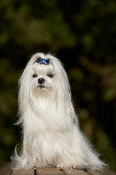 istock Maltese Toy Dog 1077796658
