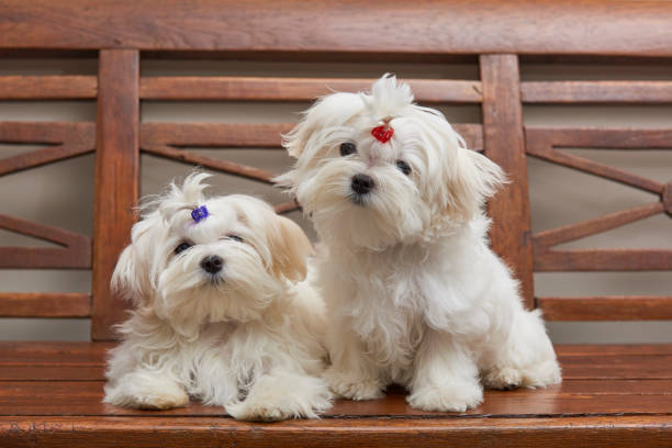 istock Maltese Toy Dog 1077796752