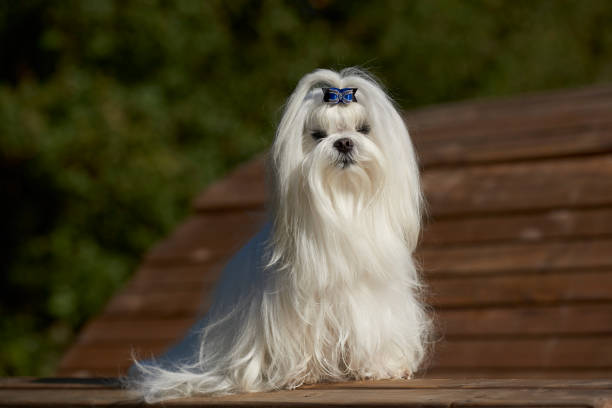 istock Maltese Toy Dog 1077796922