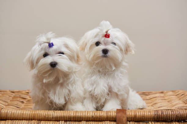 istock Maltese Toy Dog 1077797390