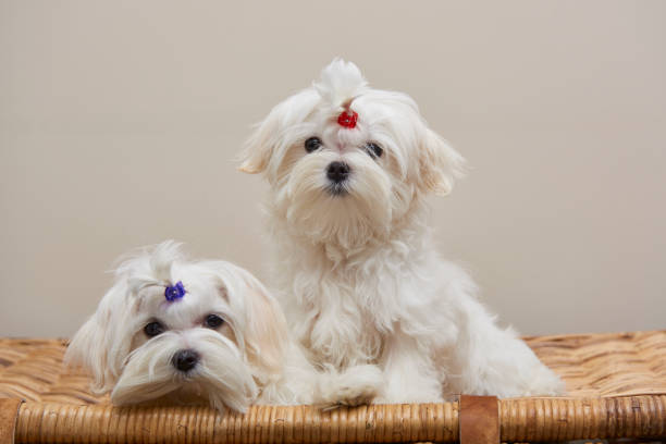 istock Maltese Toy Dog 1077797644
