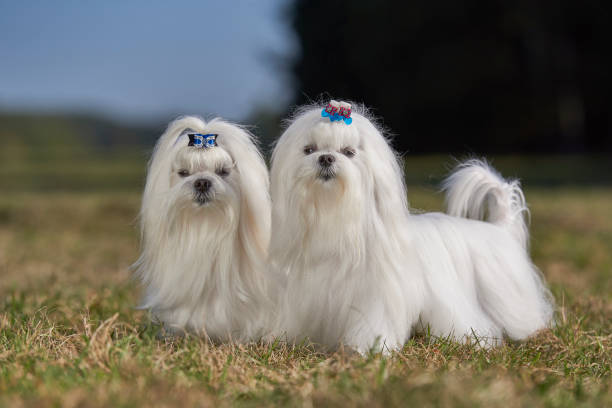istock Maltese Toy Dog 1077798010