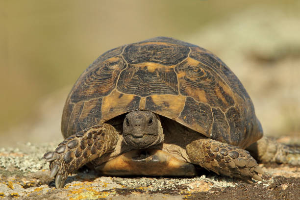 istock Spur thighed turtle (Testudo graeca ibera) in natural habitat 1077800476