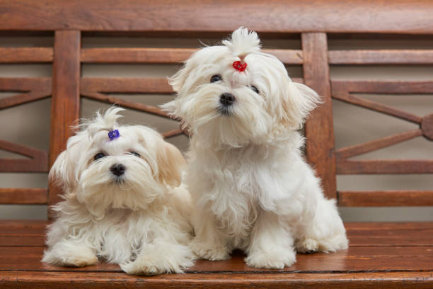 istock Maltese Toy Dog 1077800900