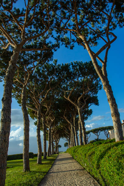 istock Road between trees. Road full of trees. 1077801350