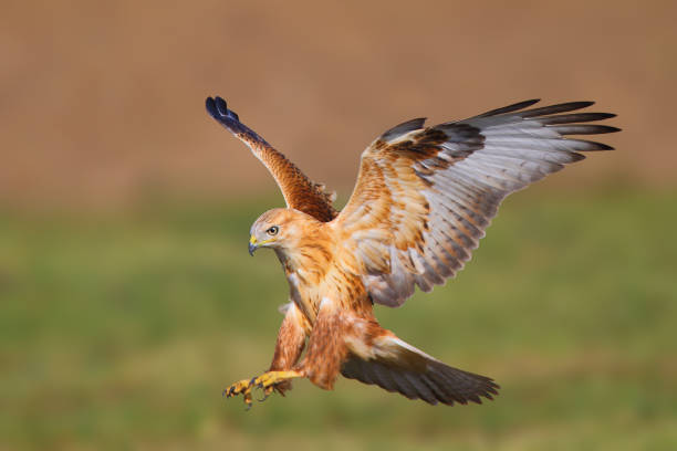 langbeinige bussard (buteo rufinus) im natürlichen lebensraum - habichtartige stock-fotos und bilder