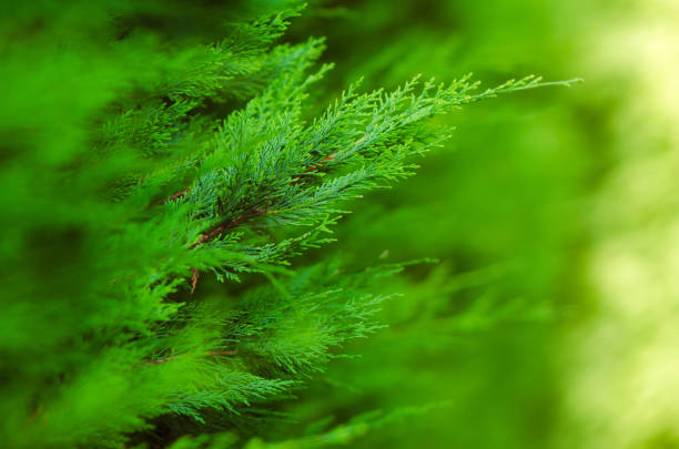istock Bush intense green leaves over green background 1077804676