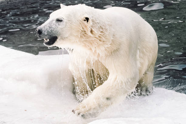 istock Young Polar Bears Playing in Morning Snowfall 1077805936