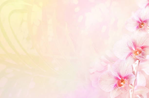 istock Summer blossoming delicate moth orchid flowers 1077808058