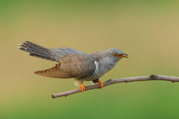 Cuckoo (Cuculus canorus) in natural habitat Cuckoo common cuckoo stock pictures, royalty-free photos & images