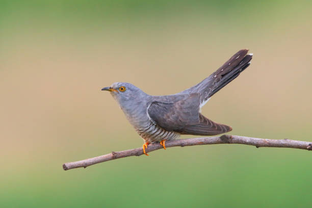 istock Cuckoo (Cuculus canorus) in natural habitat 1077809182