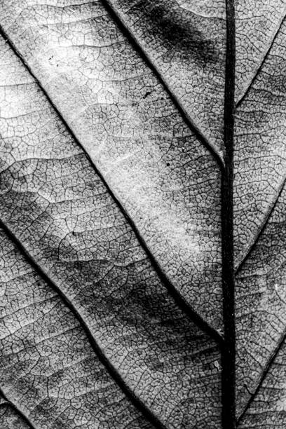 istock Abstract Close Up of Tree Leaf for Background 1077809604