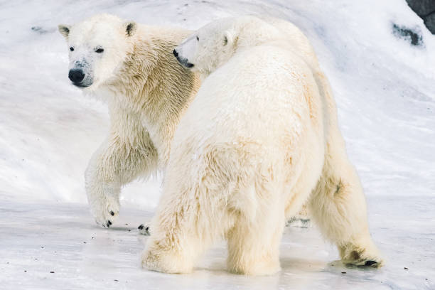 istock Young polar bears playing in the morning 1077812926