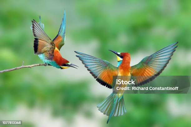 European Beeeater In Natural Habitat Stock Photo - Download Image Now