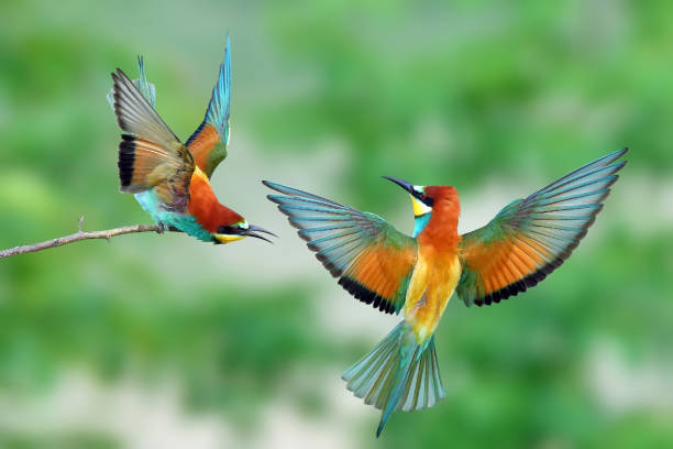 european bee-eater (merops apiaster) in natural habitat - flying animal bird multi colored imagens e fotografias de stock