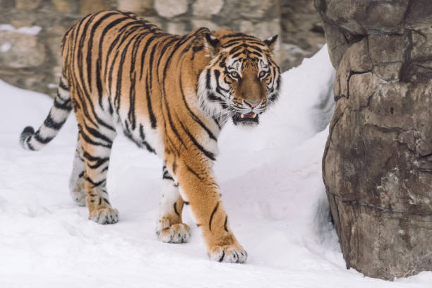 Young tiger hunting in morning snow