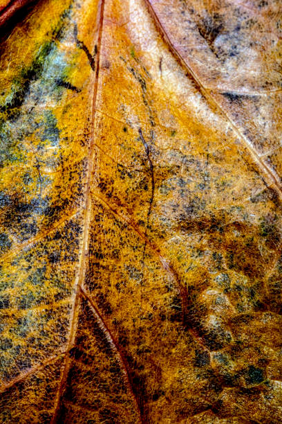 istock Abstract Close Up of Tree Leaf for Background 1077813730