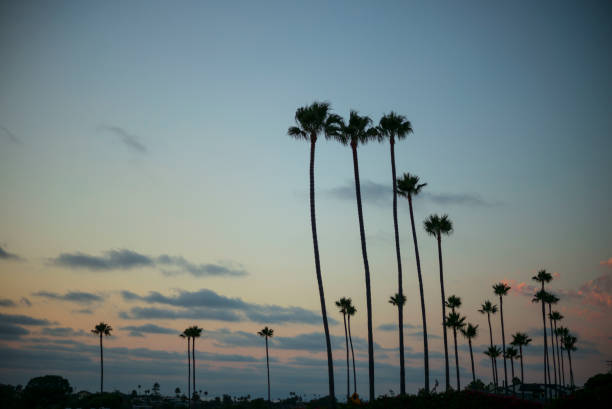 열 대 야자수 - california encinitas beauty in nature blue 뉴스 사진 이미지