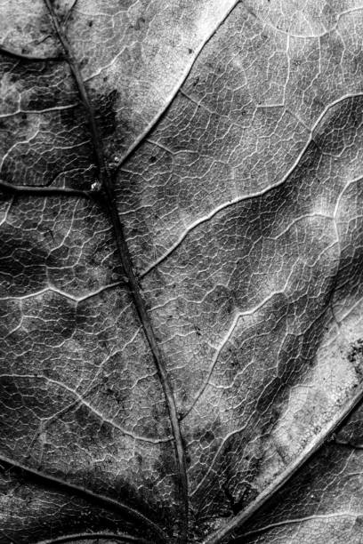 istock Abstract Close Up of Tree Leaf for Background 1077815584