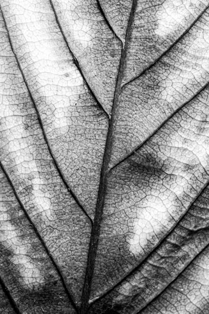 istock Abstract Close Up of Tree Leaf for Background 1077817370
